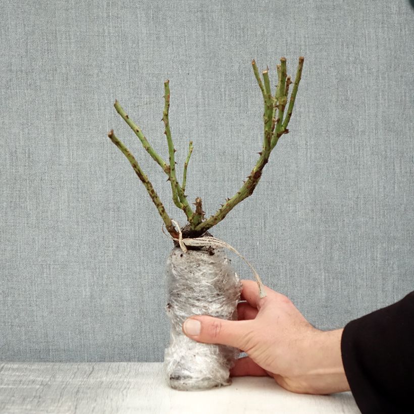 Example of Rosa Climbing Max Jasmina - Klimroos In kluit as you get in hiver