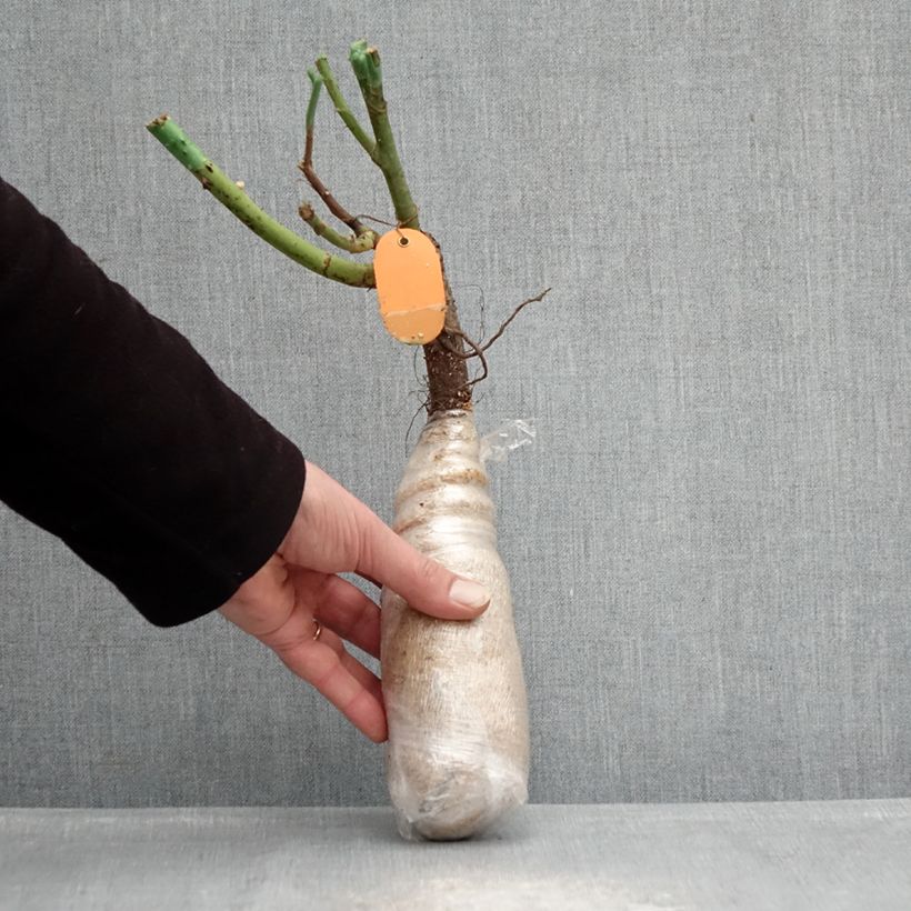 Example of Rosa Kiss me Kate - Klimroos In kluit as you get in hiver