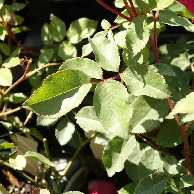 Rosa Cocktail - Klimroos (Blad)