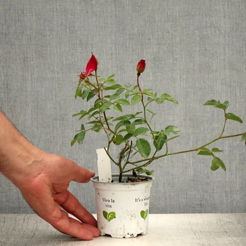 Exemplaar van Rosa Cocktail - Klimroos Pot van 10 cm/11 cm zoals geleverd in de zomer