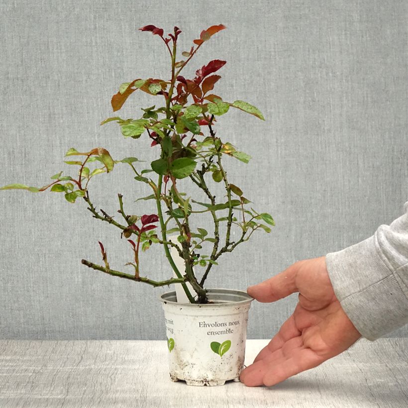 Example of Rosa Cocktail - Klimroos Pot van 10 cm/11 cm as you get in printemps