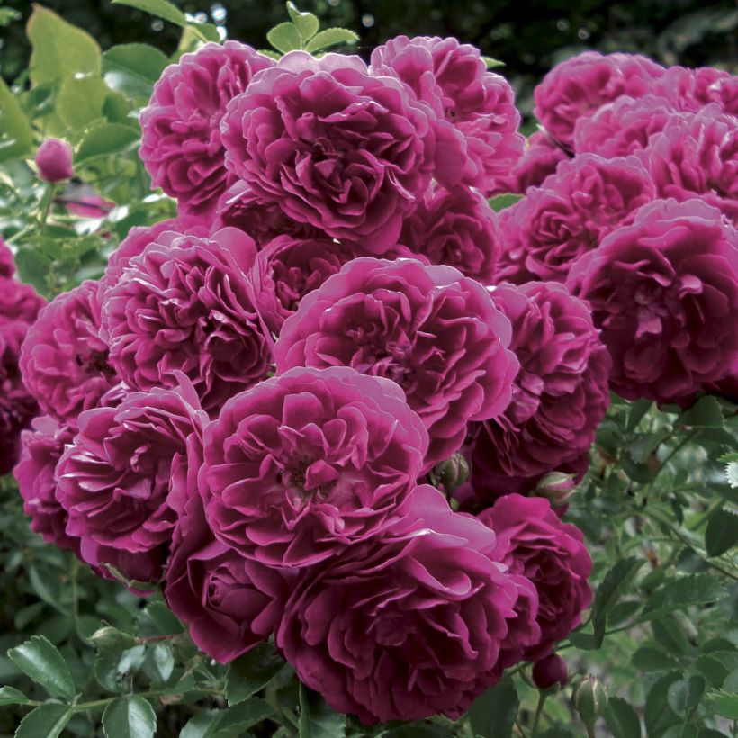 Rosa Crimson Shower - Klimroos (Bloei)