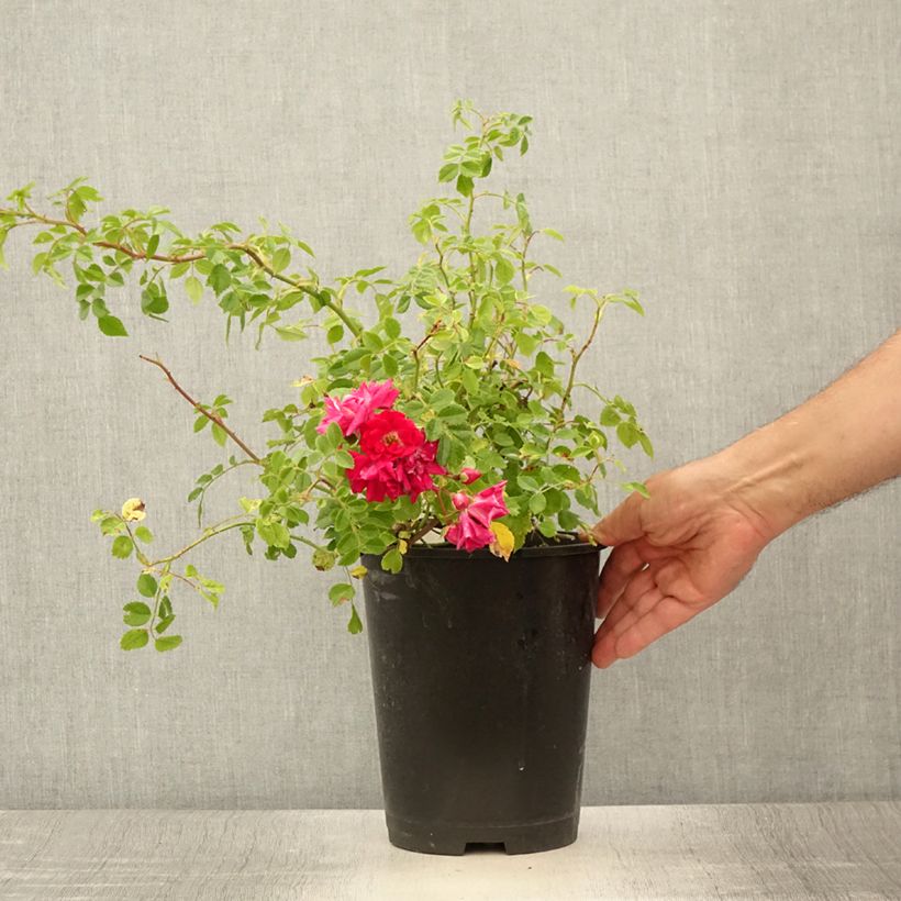Exemplaar van Rosa Crimson Shower - Klimroos Pot van 3 l/4 l zoals geleverd in de zomer