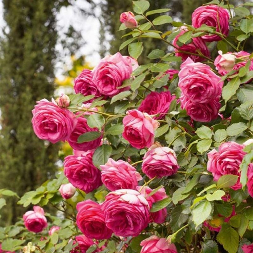 Rosa Pink Eden Rose - Klimroos (Bloei)