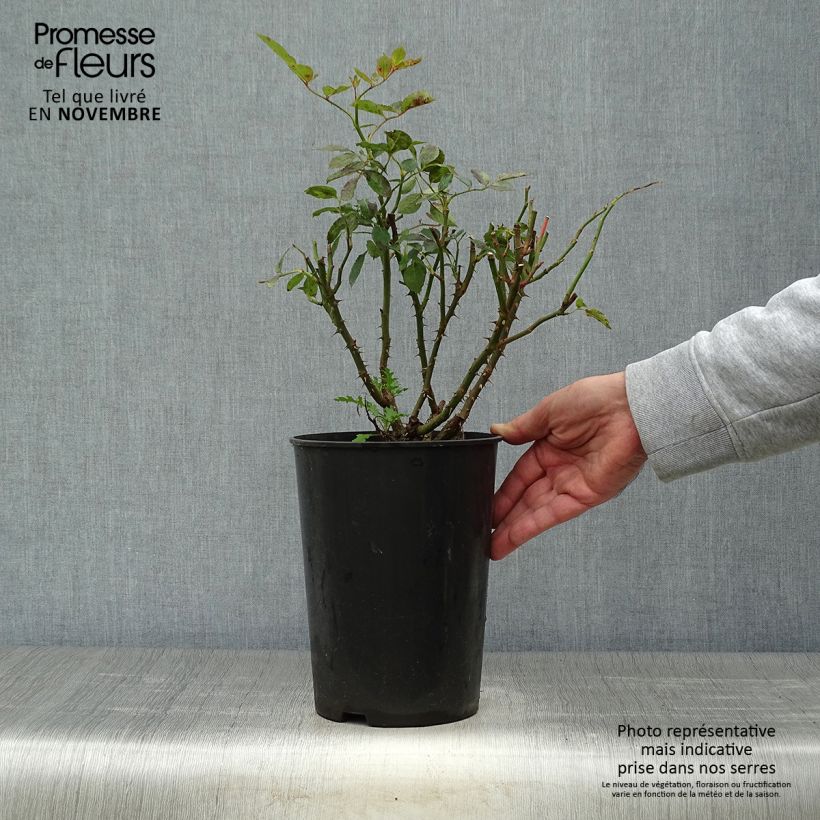 Exemplaar van Rosa Pink Eden Rose - Klimroos Pot van 4 l/5 l zoals geleverd in de herfst