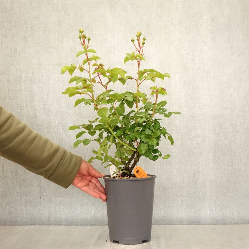 Exemplaar van Rosa David Hockney - Klimroos Pot van 4 l/5 l zoals geleverd in de lente