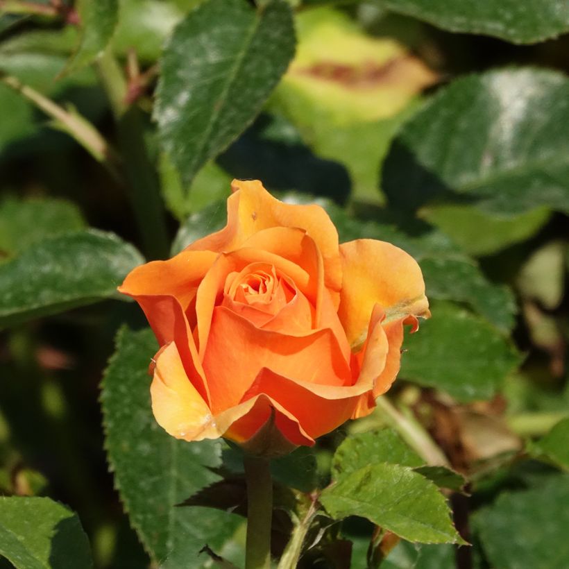 Rosa Disting'O Orange - Klimroos (Bloei)