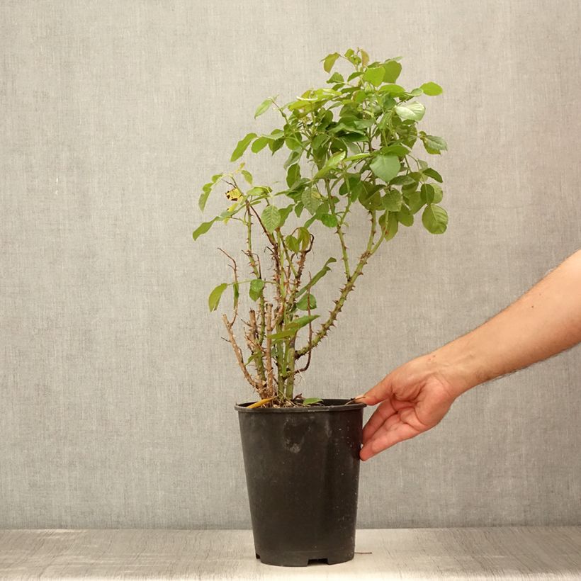 Exemplaar van Rosa Disting'O Orange - Klimroos Pot van 4 l/5 l zoals geleverd in de zomer