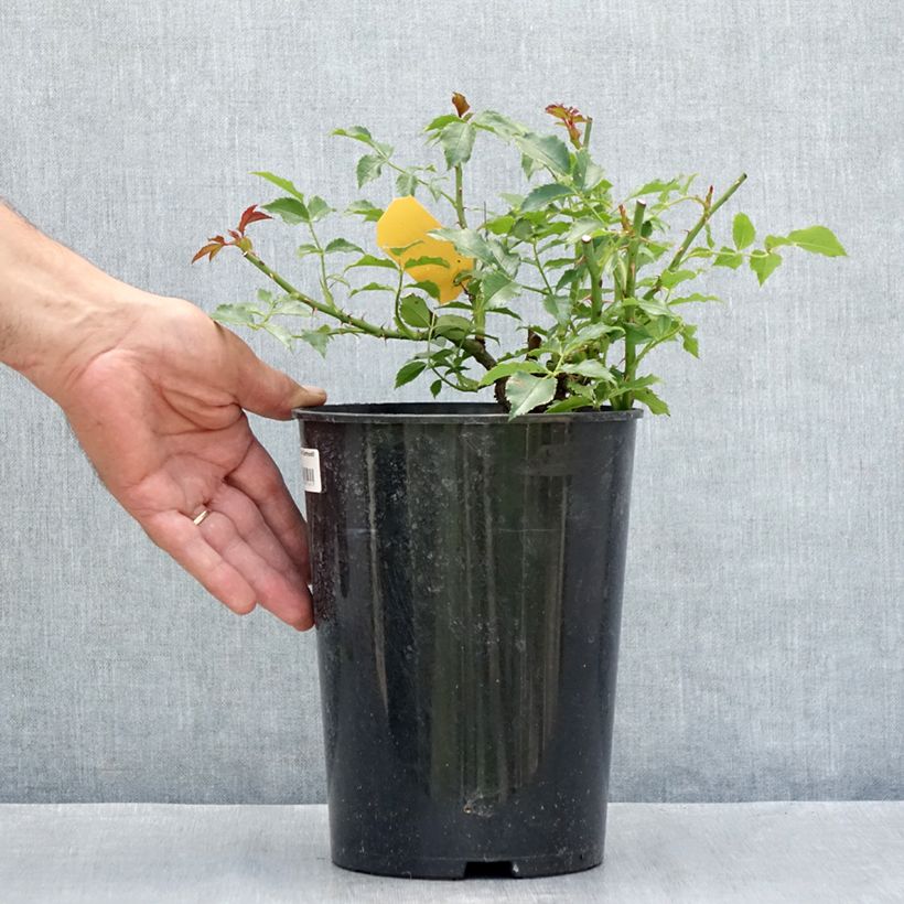 Exemplaar van Rosa Dortmund - Grootbloemige Klimroos Pot van 4 l/5 l zoals geleverd in de zomer