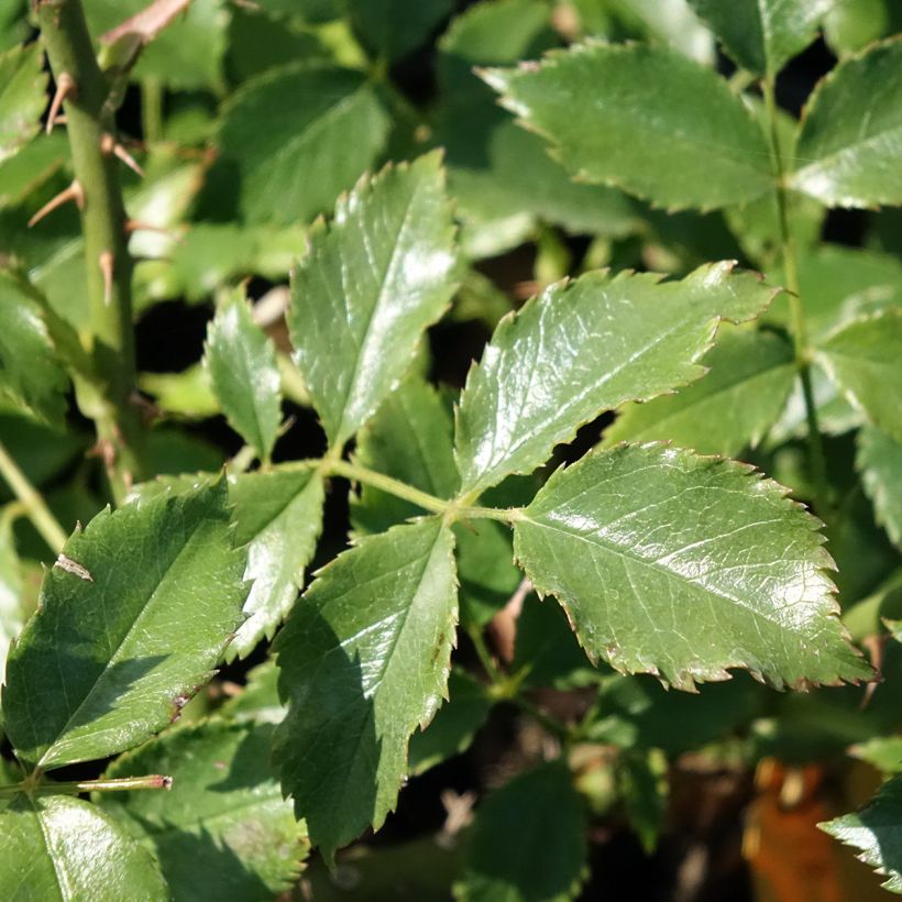 Rosa Dortmund - Grootbloemige Klimroos (Blad)
