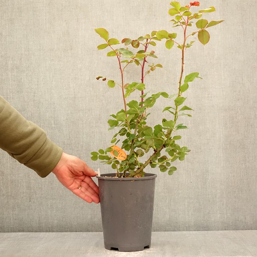 Exemplaar van Rosa Edith Piaf - Klimroos Pot van 4 l/5 l zoals geleverd in de lente