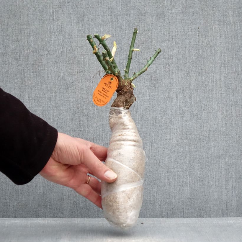 Example of Rosa Edith Piaf - Klimroos In kluit as you get in hiver