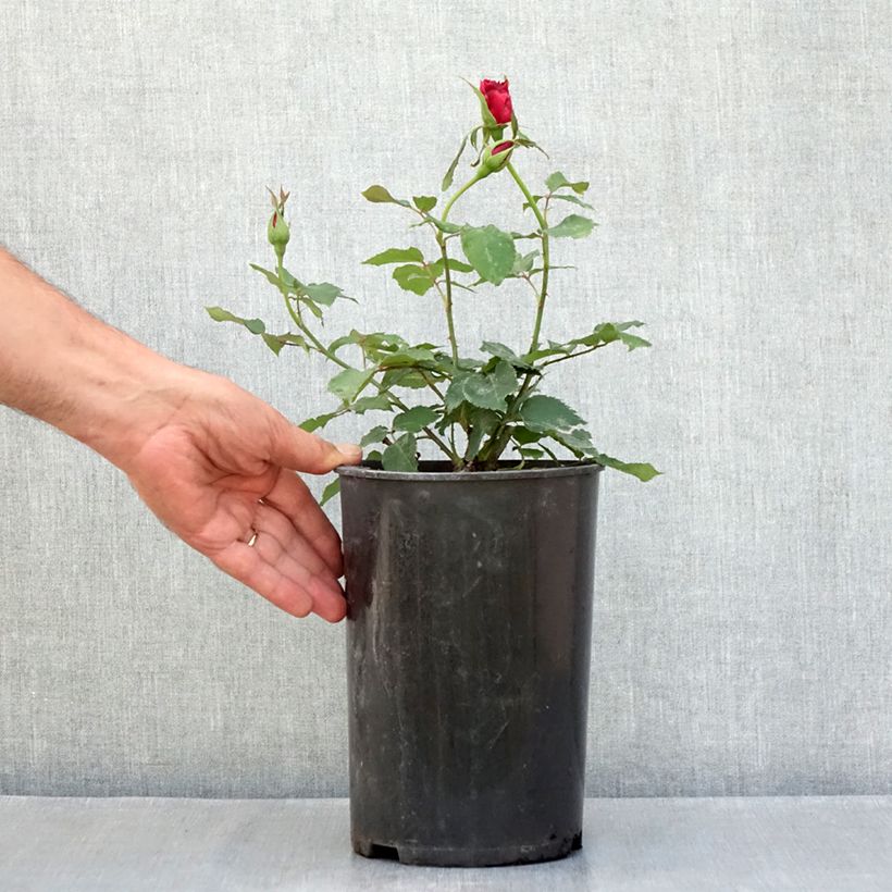 Exemplaar van Rosa Étoile de Hollande - Grootbloemige Klimroos Pot van 4 l/5 l zoals geleverd in de zomer