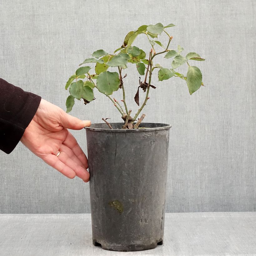 Exemplaar van Rosa Étoile de Hollande - Grootbloemige Klimroos Pot van 4 l/5 l zoals geleverd in de winter