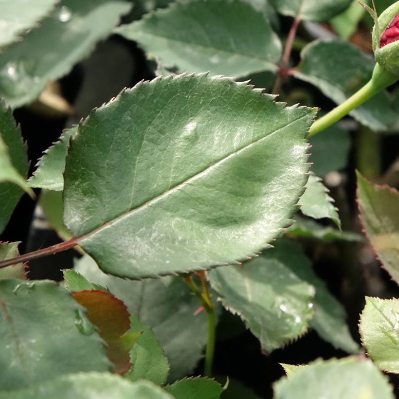 Rosa Étoile de Hollande - Grootbloemige Klimroos (Blad)