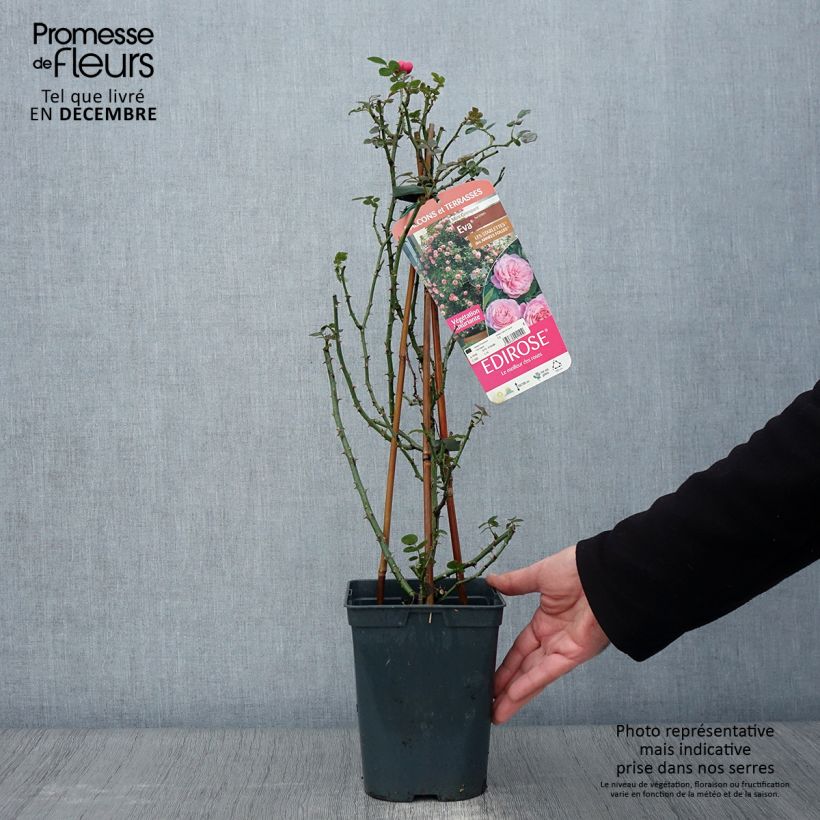 Exemplaar van Rosier grimpant Starlet Rose Eva Pot de 4L/5L zoals geleverd in de herfst