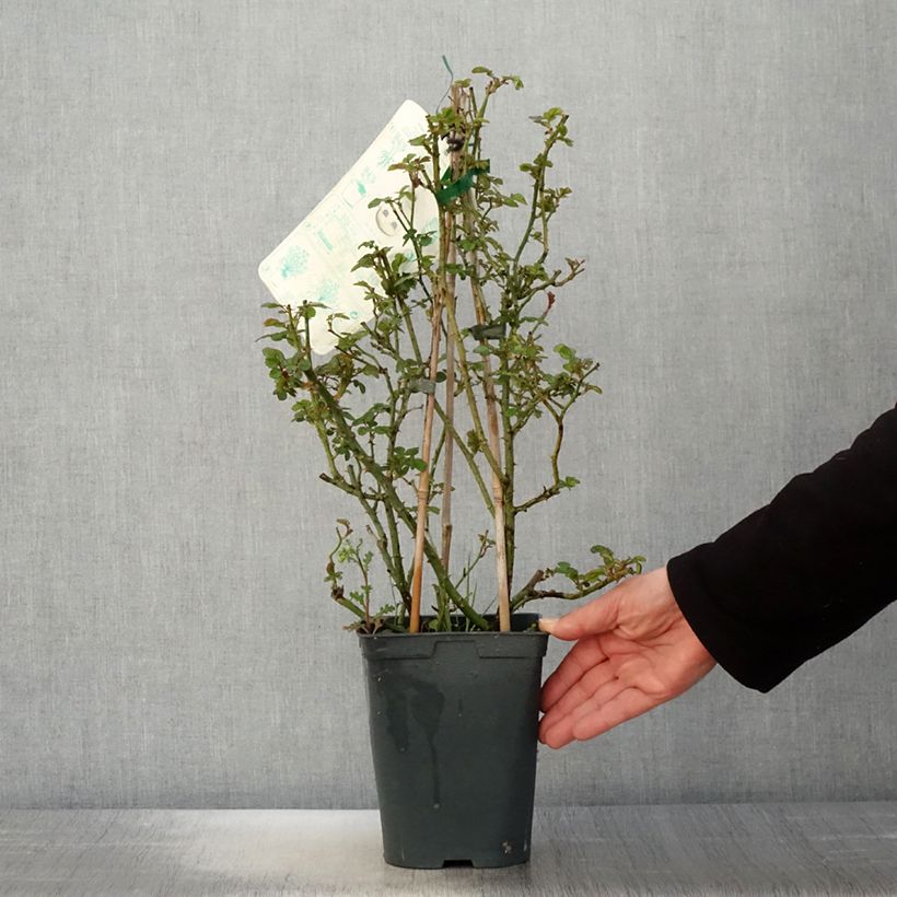 Example of Rosa Starlet Eva - Klimroos Pot van 4 l/5 l as you get in printemps