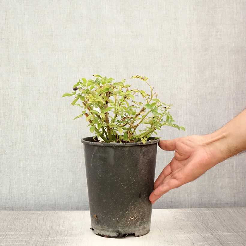 Exemplaar van Rosa Excelsa - Klimroos Pot van 4 l/5 l zoals geleverd in de zomer