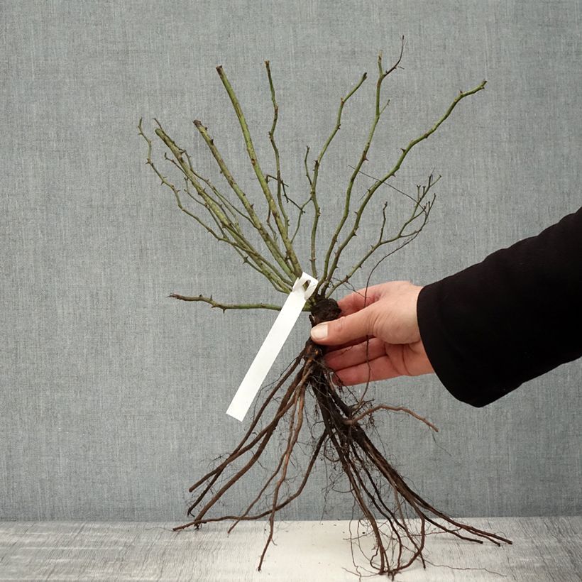 Example of Rosa Excelsa - Klimroos Naakte wortel as you get in hiver