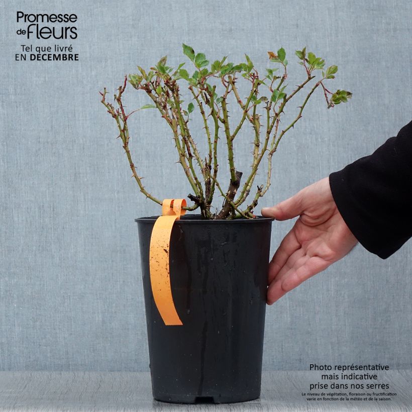Exemplaar van Rosa Eyeconic - Klimroos Pot van 4 l/5 l zoals geleverd in de herfst