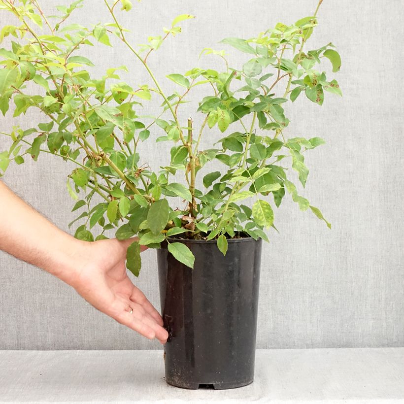 Exemplaar van Rosa Climbing Iceberg - Klimroos Pot van 4 l/5 l zoals geleverd in de zomer