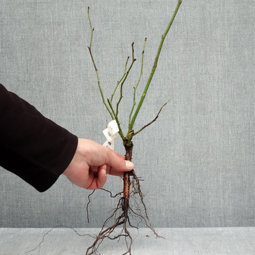 Example of Rosa Climbing Iceberg - Klimroos Naakte wortel as you get in hiver