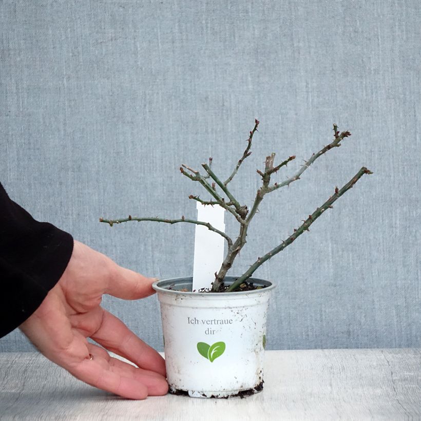 Exemplaar van Rosier grimpant Florentina Pot de 10 cm/11cm, Issu de bouture zoals geleverd in de winter