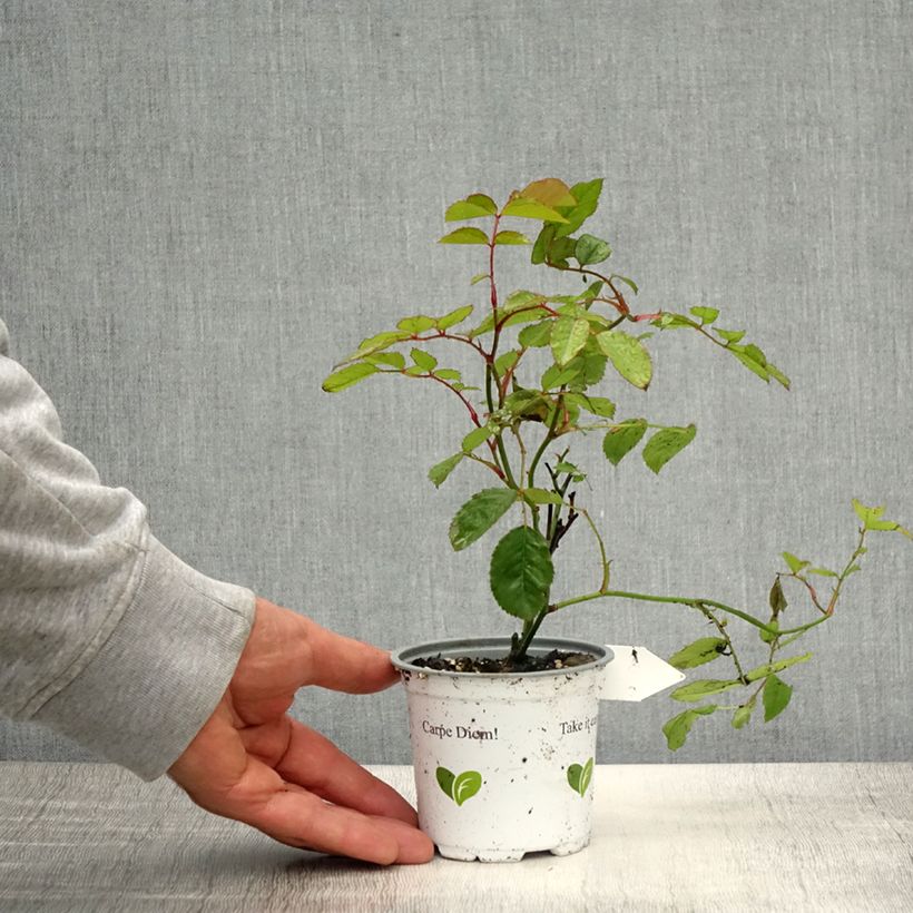 Example of Rosa Florentina - Klimroos Pot van 10 cm/11 cm as you get in printemps