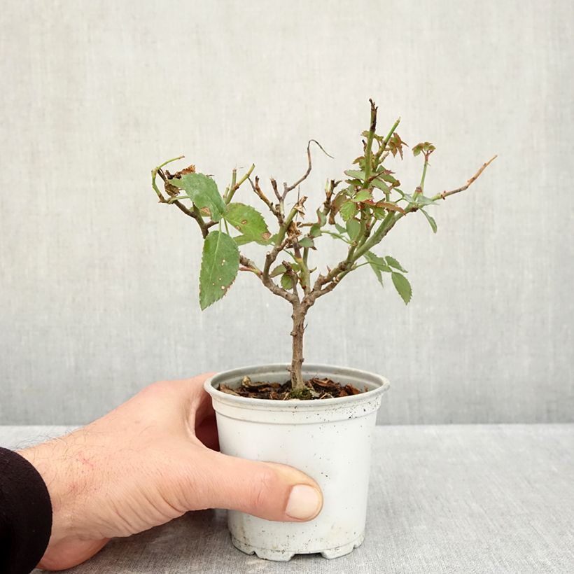 Exemplaar van Rosa Florentina - Klimroos Pot van 10 cm/11 cm zoals geleverd in de herfst
