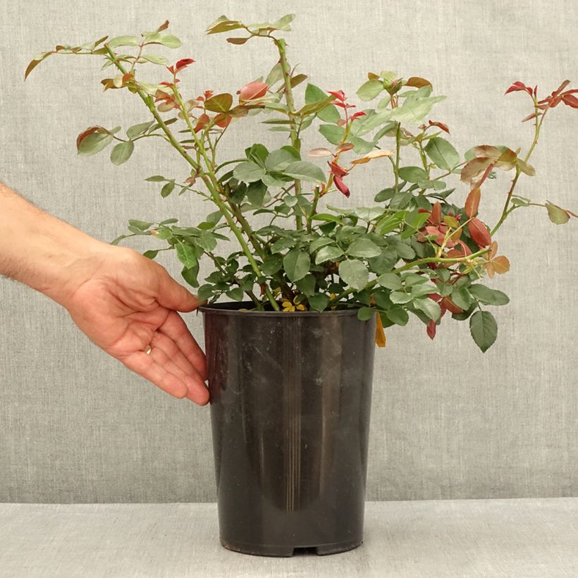Exemplaar van Rosa Florentina - Klimroos Pot van 4 l/5 l zoals geleverd in de zomer