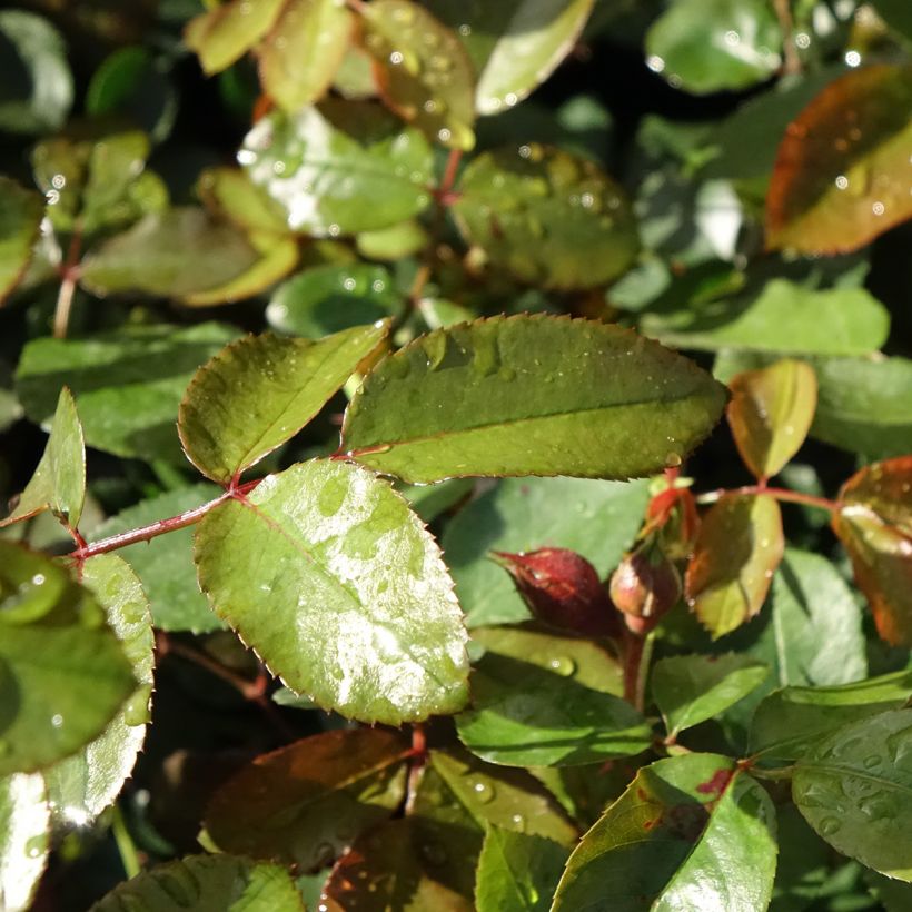 Rosa Florentina - Klimroos (Blad)