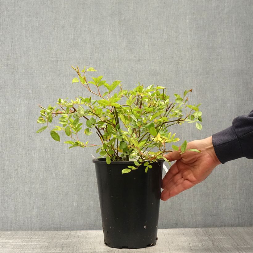 Exemplaar van Rosa Frau Eva Schubert - Klimroos Pot van 4 l/5 l zoals geleverd in de lente