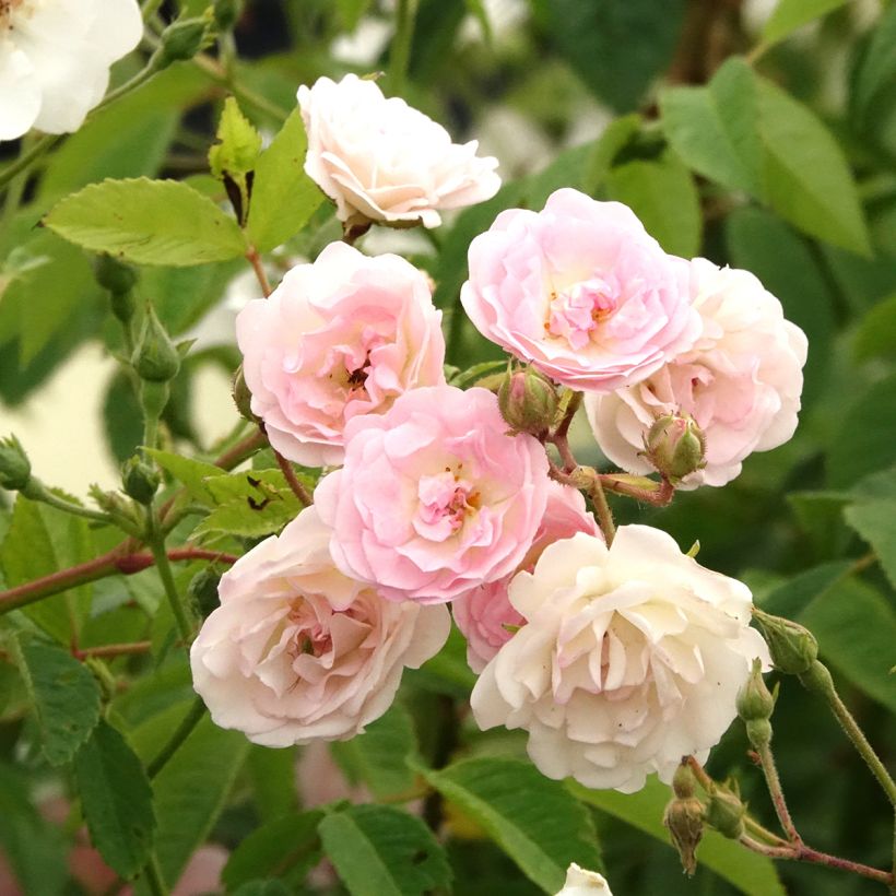 Rosa Frau Eva Schubert - Klimroos (Bloei)