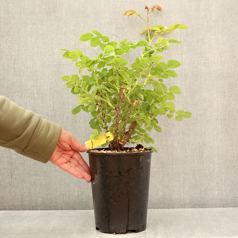 Exemplaar van Rosa Fregate - Klimroos Pot van 4 l/5 l zoals geleverd in de lente