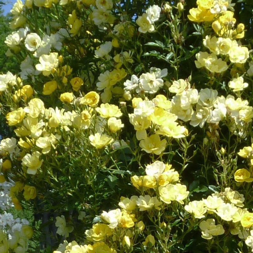 Rosa Golden Age - Klimroos (Flowering)