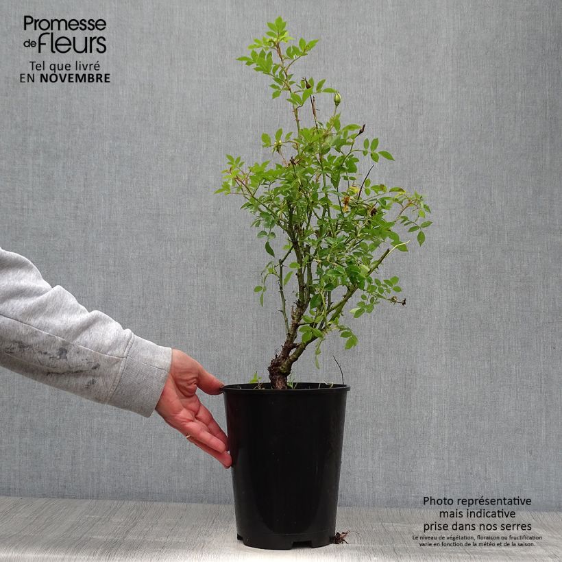 Exemplaar van Rosa Golden Age - Klimroos Pot van 4 l/5 l zoals geleverd in de herfst
