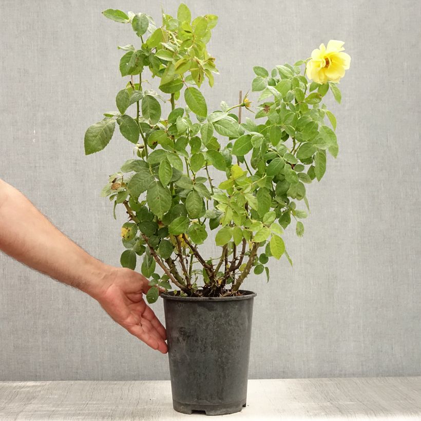 Exemplaar van Rosa Golden Boy - Klimroos Pot van 4 l/5 l zoals geleverd in de zomer