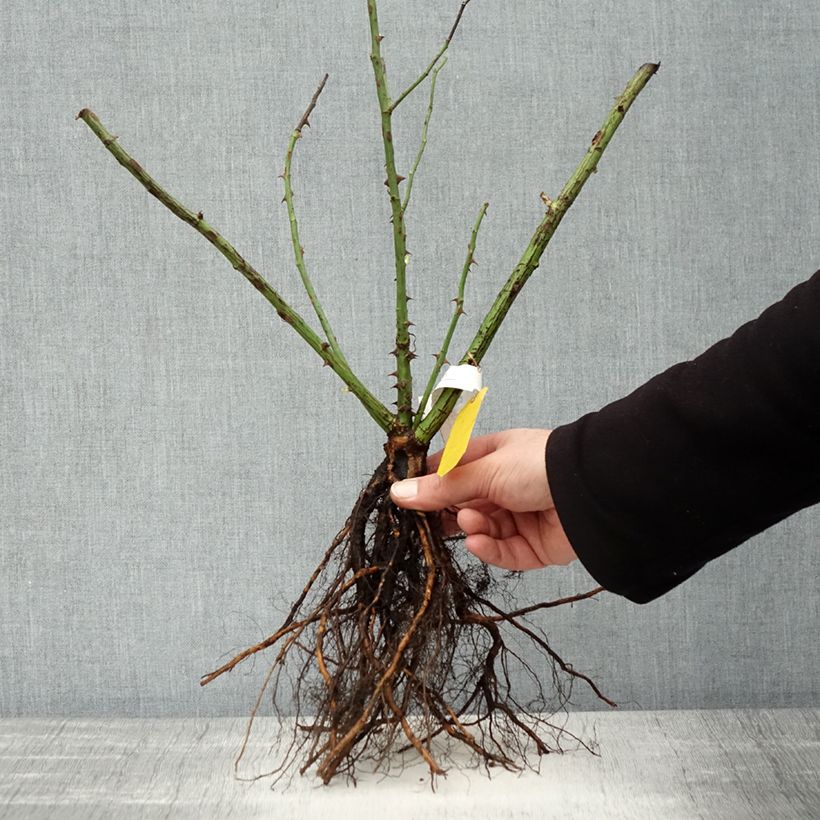 Exemplaar van Rosa Golden Gate - Klimroos Naakte wortel zoals geleverd in de winter