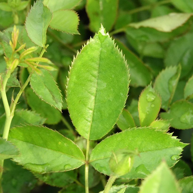 Rosa Golden Pareo - Klimroos (Blad)