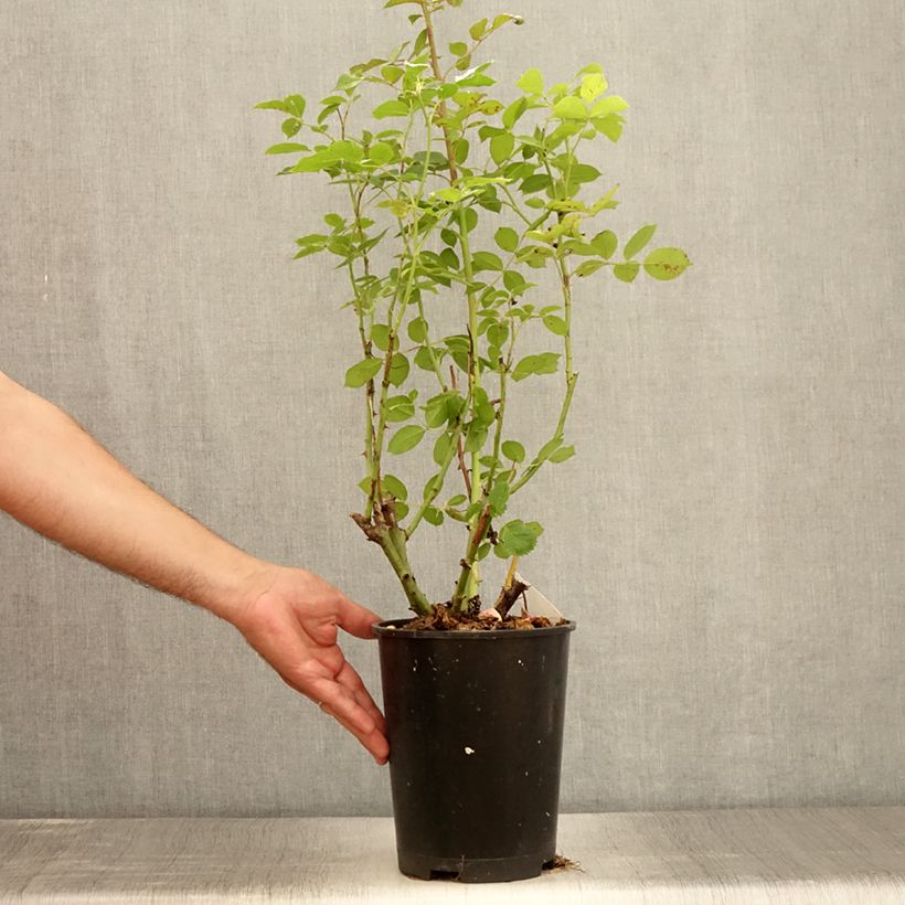 Exemplaar van Rosa Golden Pareo - Klimroos Pot van 4 l/5 l zoals geleverd in de zomer