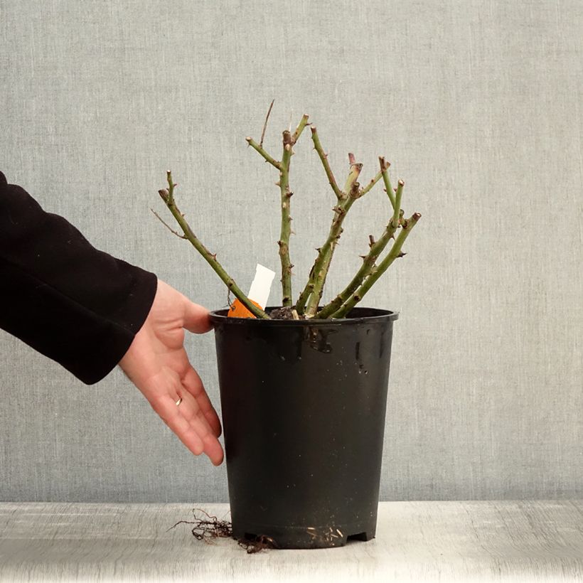 Exemplaar van Rosa Golden Pareo - Klimroos Pot van 4 l/5 l zoals geleverd in de winter