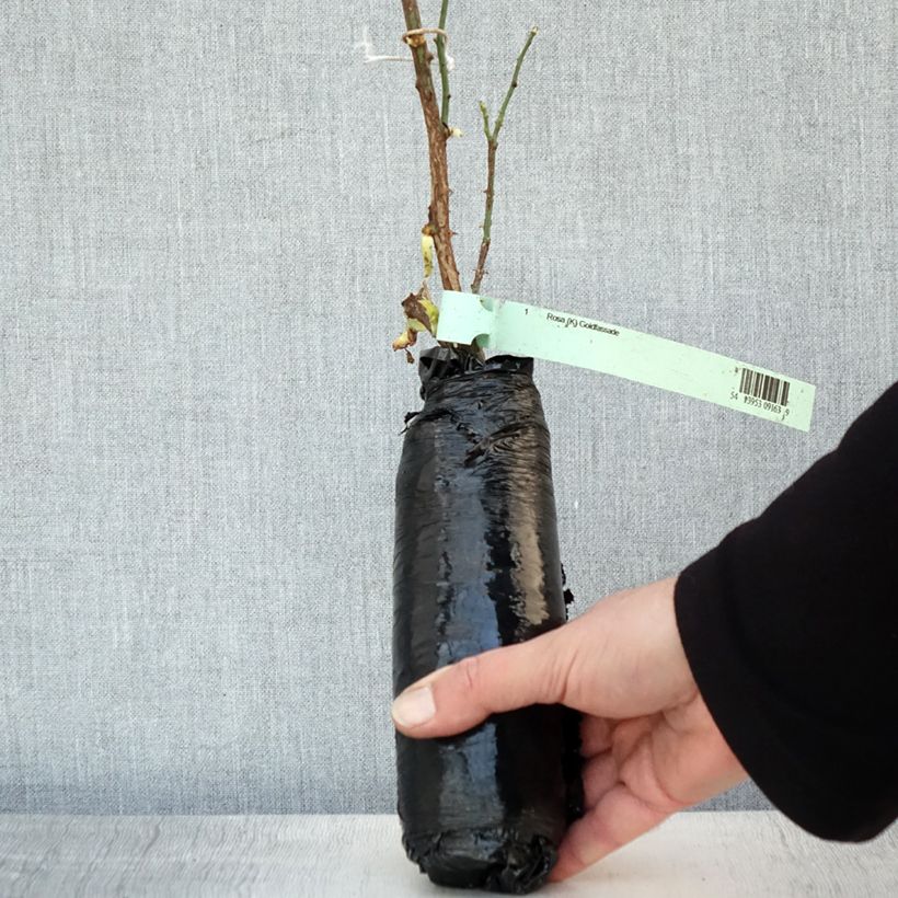 Exemplaar van Rosa Goldfassade - Klimroos Goldfassade In kluit zoals geleverd in de winter