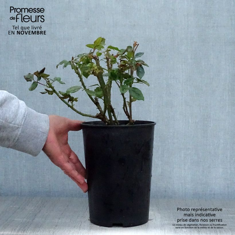 Exemplaar van Rosa Goldfassade - Klimroos Goldfassade Pot van 4 l/5 l zoals geleverd in de herfst