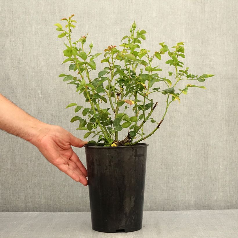 Exemplaar van Rosa Goldfassade - Klimroos Goldfassade Pot van 4 l/5 l zoals geleverd in de zomer