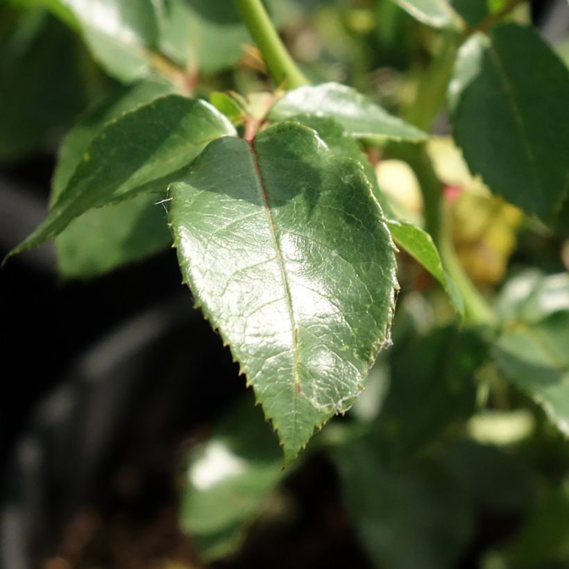 Rosa Goldfassade - Klimroos Goldfassade (Blad)