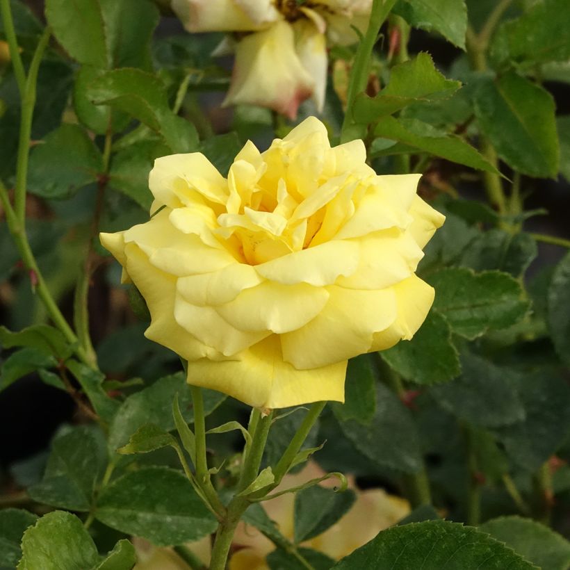 Rosa Goldfassade - Klimroos Goldfassade (Bloei)
