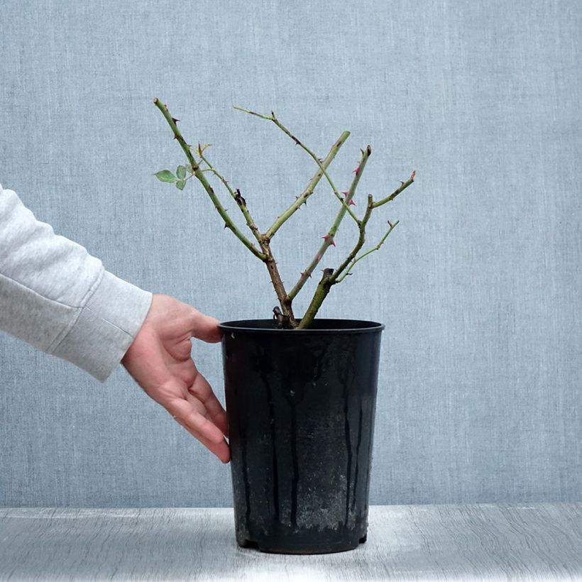 Exemplaar van Rosa Guinée - Klimroos Pot van 4 l/5 l zoals geleverd in de herfst
