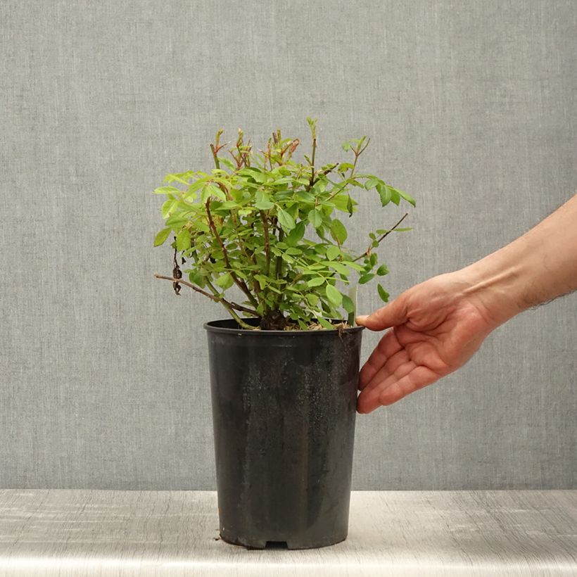 Exemplaar van Rosa Guirlande Rose - Klimroos Pot van 4 l/5 l zoals geleverd in de lente