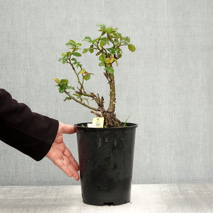 Exemplaar van Rosier grimpant Hanabi Pot de 4L/5L zoals geleverd in de herfst