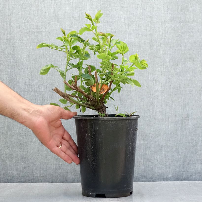 Exemplaar van Rosa Happiness - Klimroos Pot van 4 l/5 l zoals geleverd in de zomer